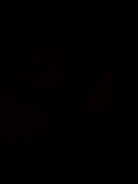 Snapshot of Sanny212 chatting on December 9, 12:40 pm Sanny212 online show from December 9, 12:40 pm