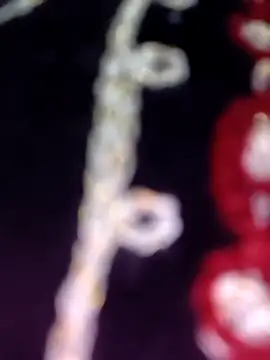 Anamika 24 online show from November 8, 4:34 am