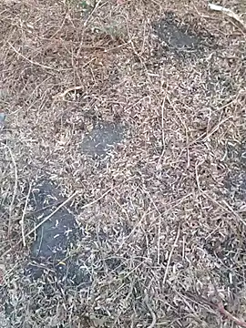 Ajith mvi online show from April 18, 1:20 am