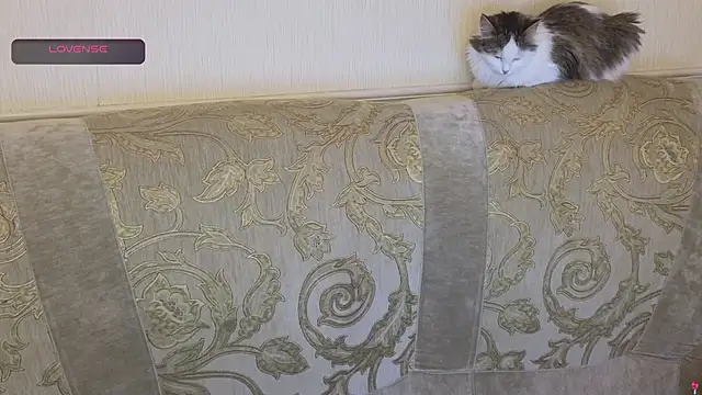 Snapshot of gertanord chatting on October 26, 2:23 pm gertanord online show from October 26, 2:23 pm