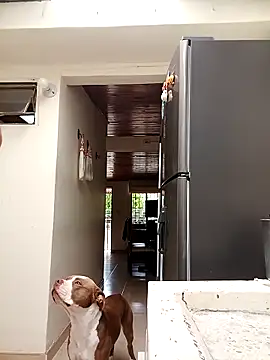 sebasxx97 online show from March 10, 7:40 pm