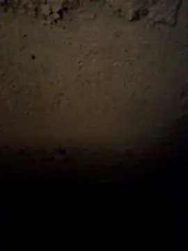 camila picante online show from March 31, 3:56 pm