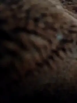 Snapshot of Priya_Bong chatting on November 10, 3:05 am Priya Bong online show from November 10, 3:05 am