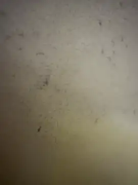 Gladiator 3 online show from February 14, 11:07 am