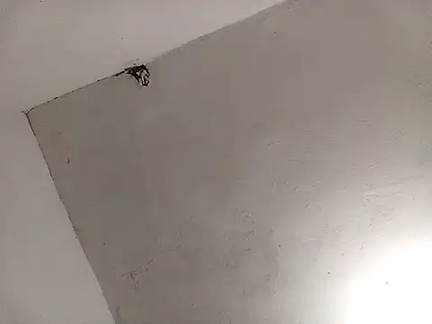 Snapshot of Surreyaa chatting on February 13, 3:39 am Surreyaa online show from February 13, 3:39 am