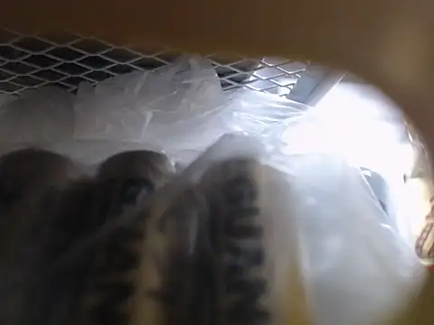 Lovensetest online show from October 11, 6:45 am