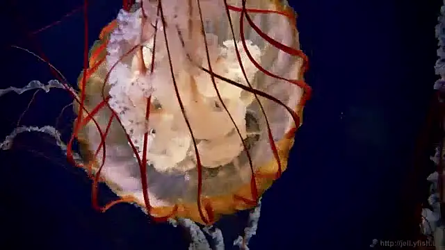 streamy test11 online show from December 3, 9:55 am