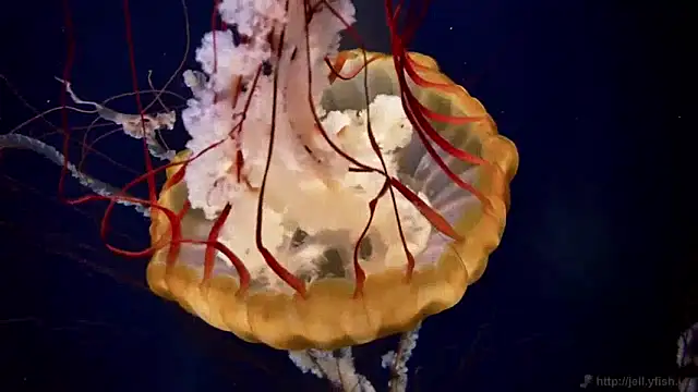 streamy test11 online show from January 14, 8:20 am