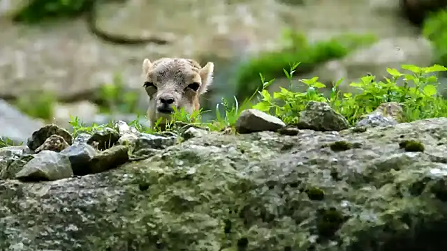 streamy test11 online show from February 3, 12:03 pm