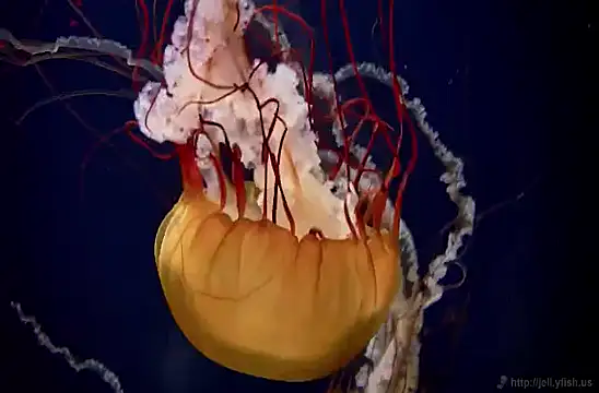 streamy test11 online show from February 4, 8:13 am