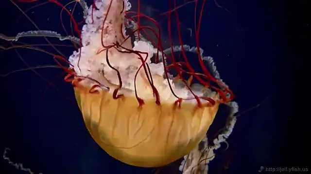 streamy test12 online show from October 27, 11:58 am