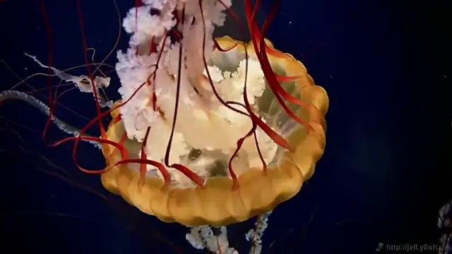 streamy test12 online show from March 5, 9:16 am