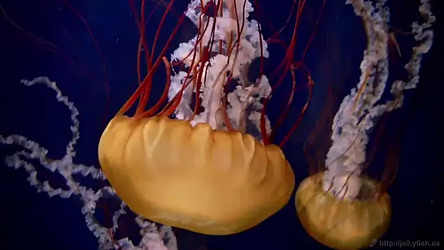 streamy test12 online show from March 17, 8:06 am