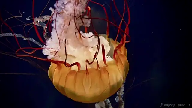 streamy test12 online show from March 23, 10:08 am