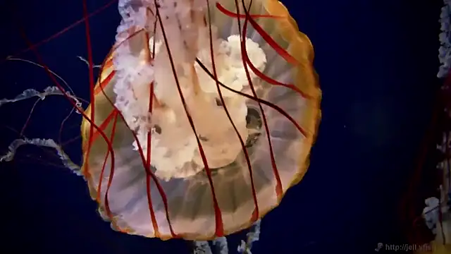 streamy test12 online show from March 27, 8:37 am