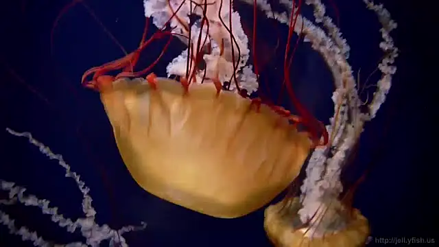 Snapshot of streamy_test13 chatting on December 3, 9:55 am streamy test13 online show from December 3, 9:55 am