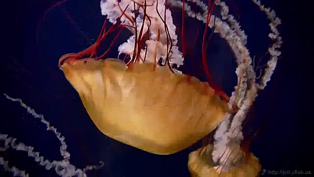 Snapshot of streamy_test13 chatting on December 17, 8:12 am streamy test13 online show from December 17, 8:12 am