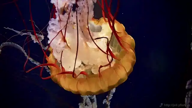 Snapshot of streamy_test13 chatting on January 23, 8:15 am streamy test13 online show from January 23, 8:15 am