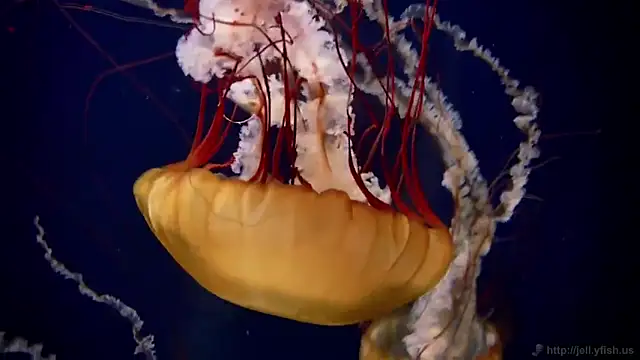 Snapshot of streamy_test13 chatting on February 17, 8:09 am streamy test13 online show from February 17, 8:09 am