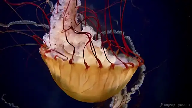 Snapshot of streamy_test13 chatting on March 20, 8:31 am streamy test13 online show from March 20, 8:31 am