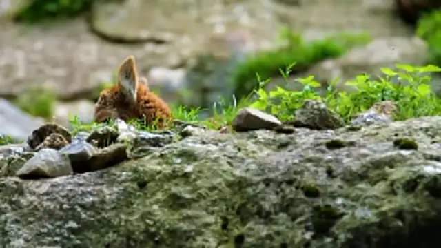 streamy test13 online show from January 9, 3:04 pm