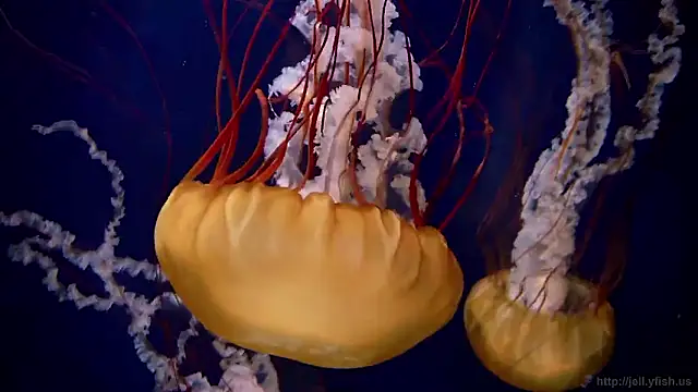 Snapshot of streamy_test15 chatting on October 27, 11:58 am streamy test15 online show from October 27, 11:58 am