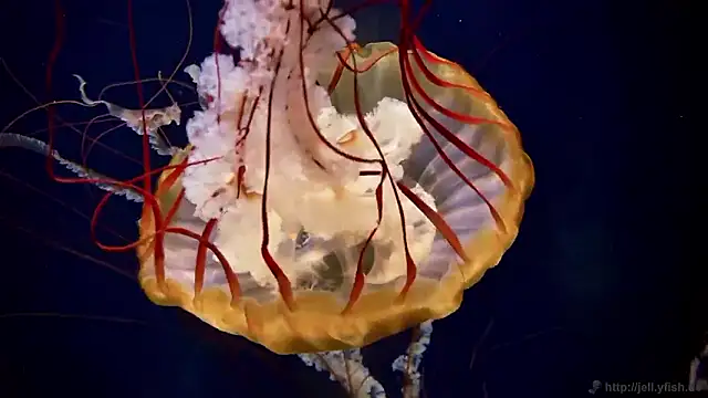 Snapshot of streamy_test15 chatting on November 6, 2:51 pm streamy test15 online show from November 6, 2:51 pm