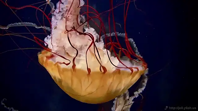 Snapshot of streamy_test15 chatting on November 13, 11:53 am streamy test15 online show from November 13, 11:53 am