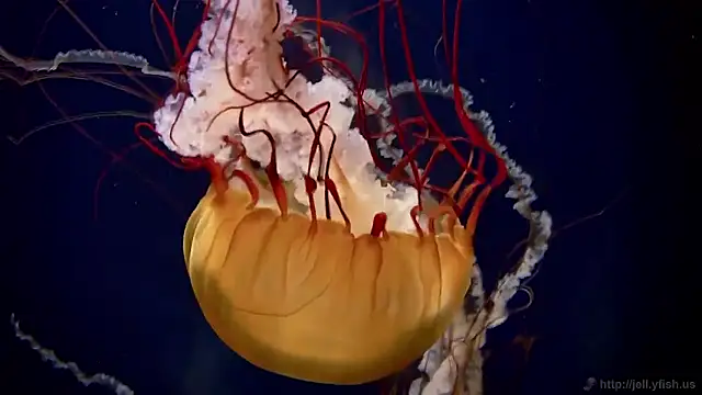 Snapshot of streamy_test15 chatting on November 19, 9:53 am streamy test15 online show from November 19, 9:53 am