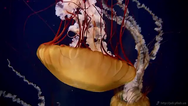 Snapshot of streamy_test15 chatting on November 26, 5:14 pm streamy test15 online show from November 26, 5:14 pm