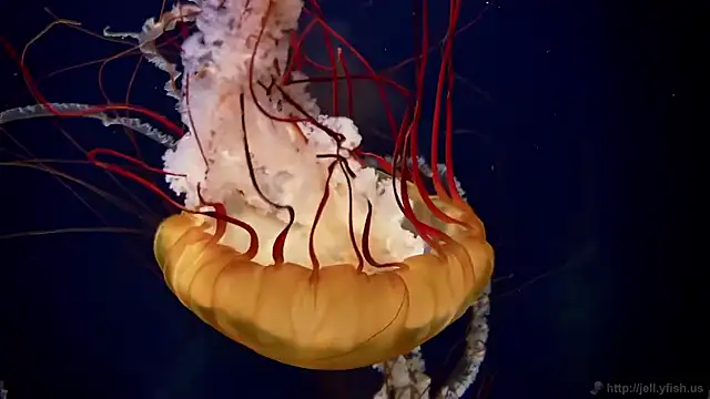 Snapshot of streamy_test15 chatting on December 2, 11:37 am streamy test15 online show from December 2, 11:37 am