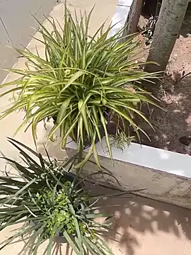 king cum  online show from February 12, 2:34 pm