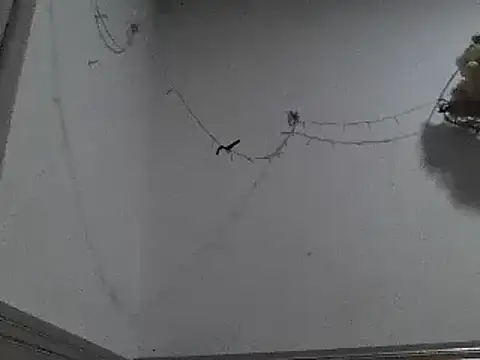 pedrodavid  online show from December 8, 12:18 am