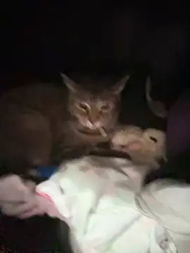 ThicBunz online show from January 14, 11:42 pm