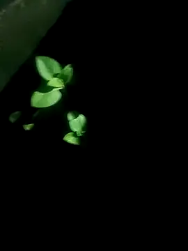 AloneDick online show from October 17, 1:03 pm