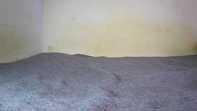 Snapshot of fern_tlk chatting on December 24, 7:11 pm fern tlk online show from December 24, 7:11 pm