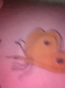 Snapshot of Nadia-2 chatting on January 24, 12:20 am Nadia-2 online show from January 24, 12:20 am