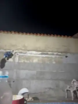 Leo bunny hot online show from February 22, 2:02 am