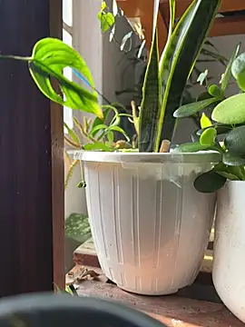 alburt 1996 online show from December 31, 3:55 am