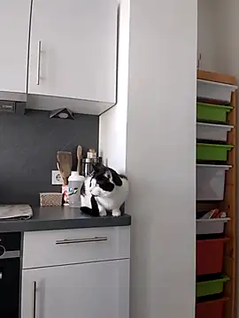 TerrasWildlife online show from March 22, 9:02 am