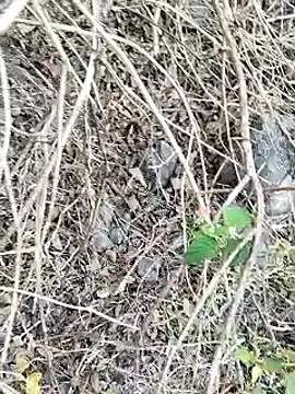 Guru2 online show from January 26, 2:03 am