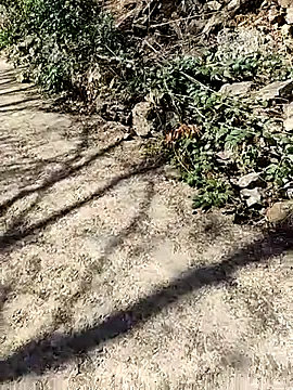 VelvetChocolate7 online show from February 24, 8:29 pm