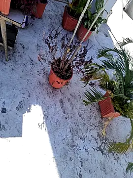 Snapshot of dreamers_dick chatting on January 3, 6:44 am dreamers dick online show from January 3, 6:44 am