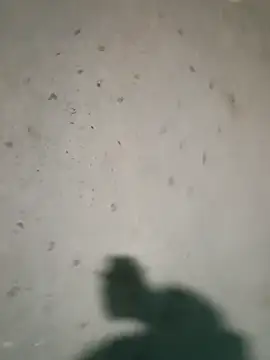 Raj41 online show from January 9, 4:21 pm