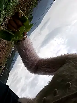 Snapshot of hebe-02 chatting on October 26, 5:24 am hebe-02 online show from October 26, 5:24 am