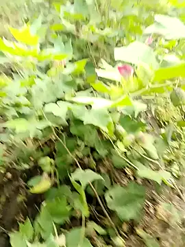 Snapshot of himvilohi08 chatting on October 16, 3:40 am himvilohi08 online show from October 16, 3:40 am