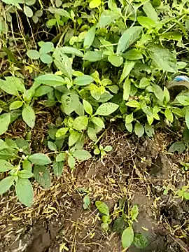 Snapshot of himvilohi08 chatting on October 20, 11:21 am himvilohi08 online show from October 20, 11:21 am