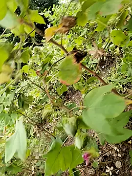 Snapshot of himvilohi08 chatting on October 24, 11:50 am himvilohi08 online show from October 24, 11:50 am