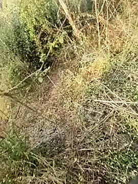 himvilohi08 online show from February 11, 3:11 am