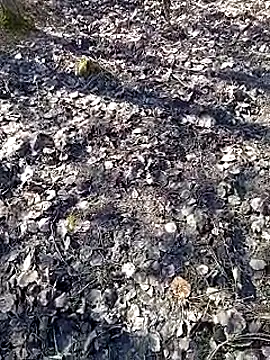 Snapshot of DawidSpandel chatting on March 16, 9:49 am DawidSpandel online show from March 16, 9:49 am